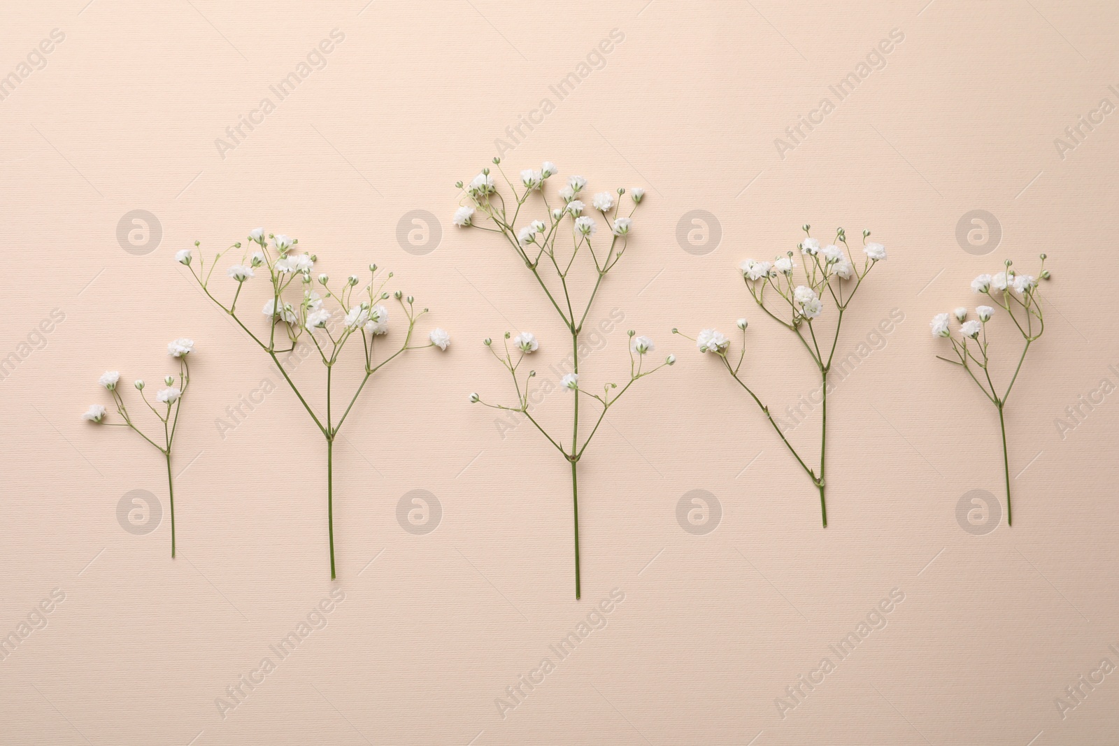 Photo of Beautiful gypsophila flowers on beige background, flat lay