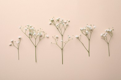 Beautiful gypsophila flowers on beige background, flat lay