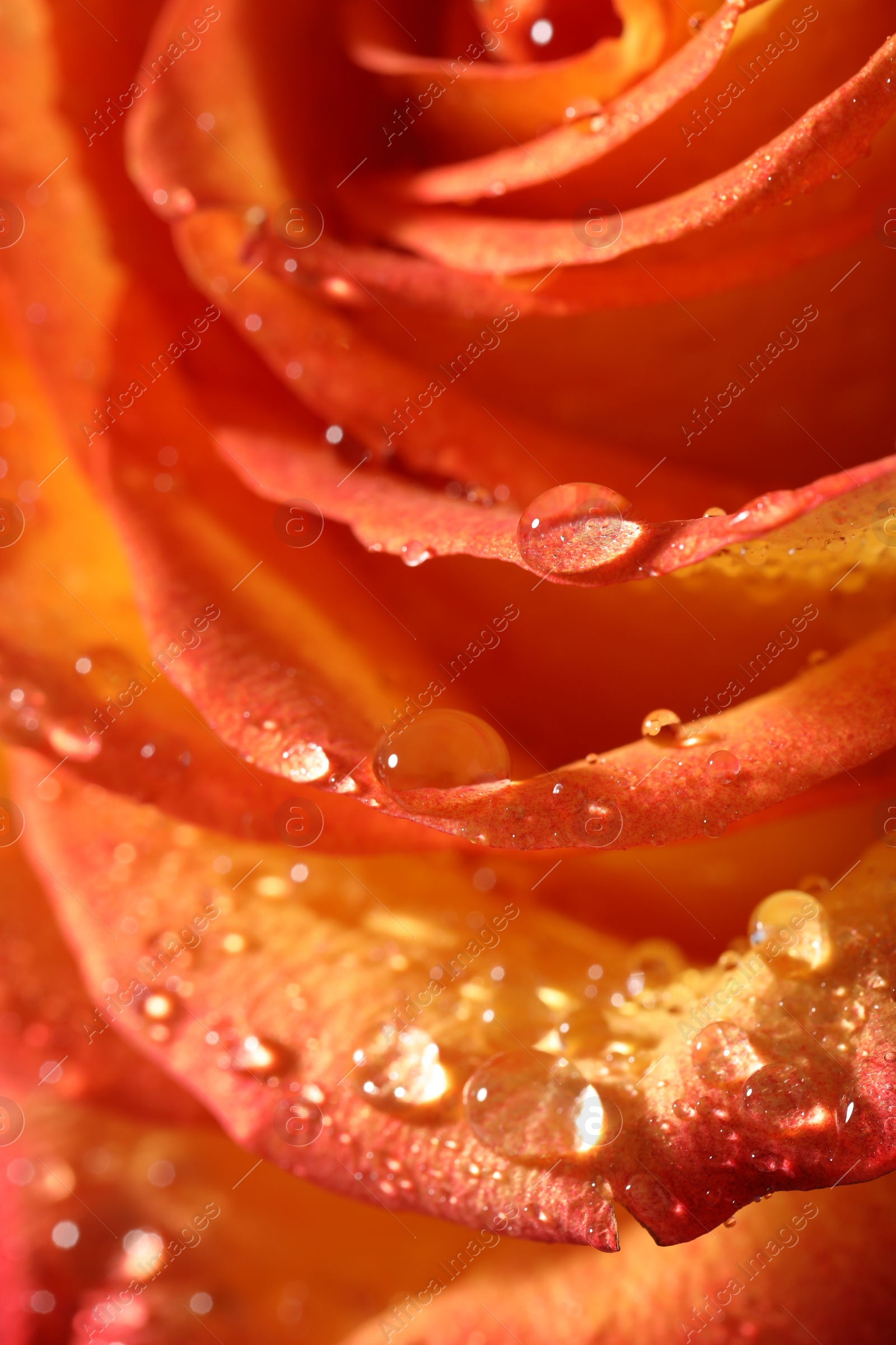 Photo of Closeup view of beautiful blooming rose with dew drops as background