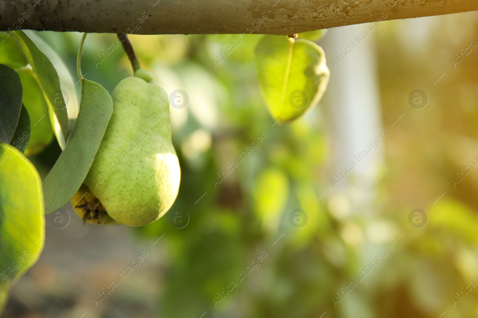 Photo of Fresh juicy pear on tree in garden, closeup. Space for text