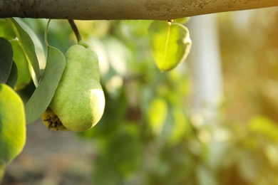 Fresh juicy pear on tree in garden, closeup. Space for text