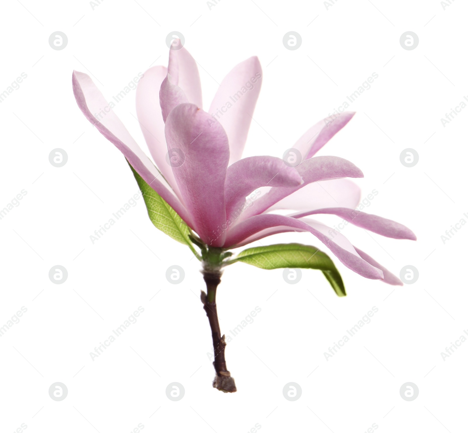 Photo of Beautiful pink magnolia flower with green leaves isolated on white