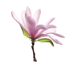 Photo of Beautiful pink magnolia flower with green leaves isolated on white