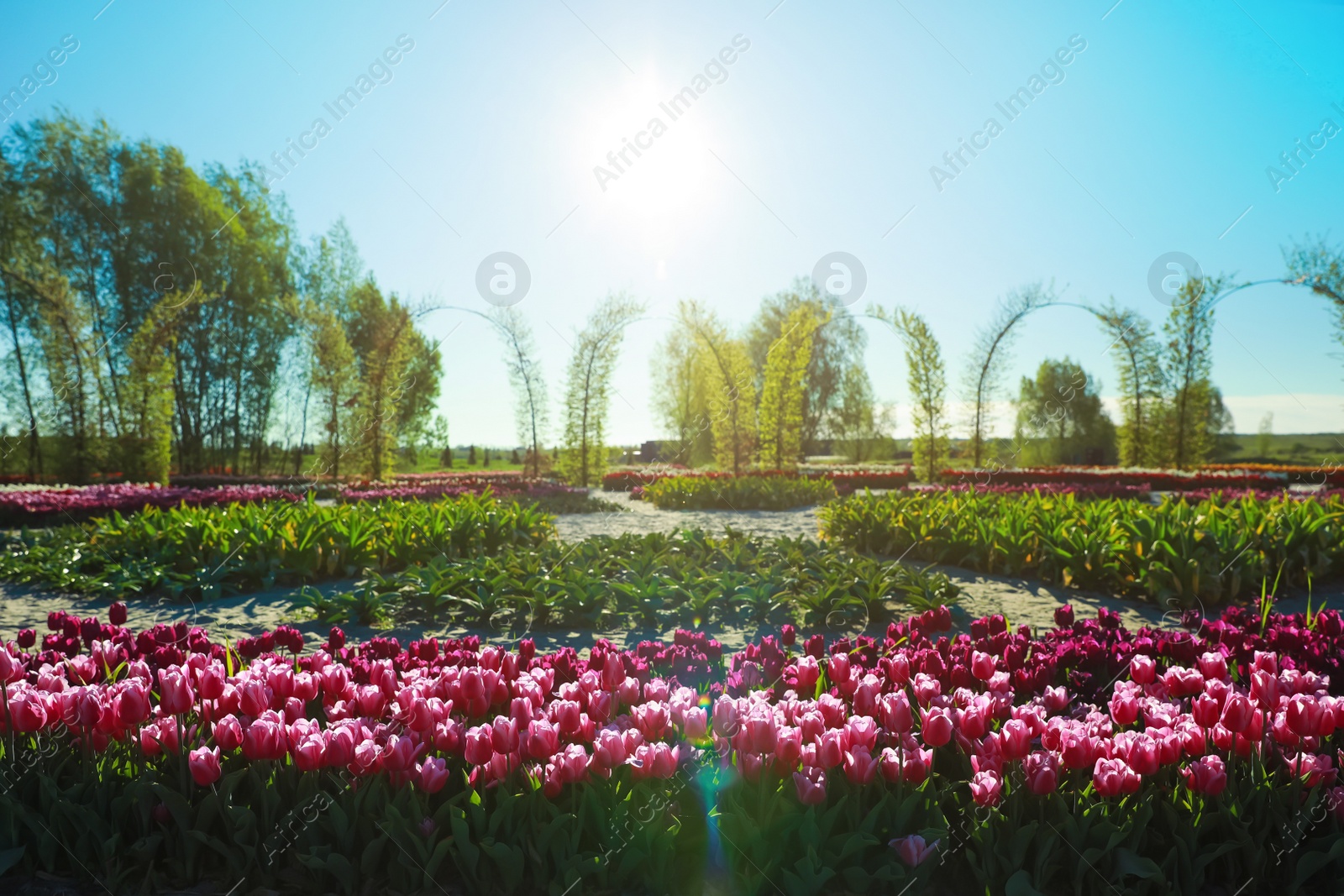 Photo of Beautiful view of field with blossoming tulips on sunny day