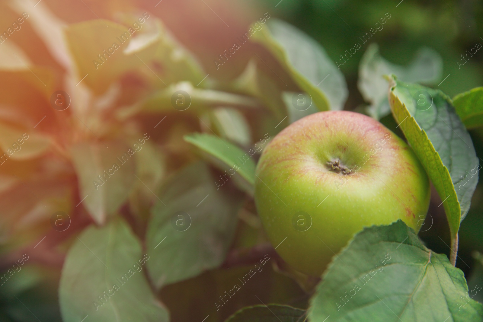 Photo of Ripe apple on tree branch in garden, closeup. Space for text