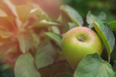 Photo of Ripe apple on tree branch in garden, closeup. Space for text