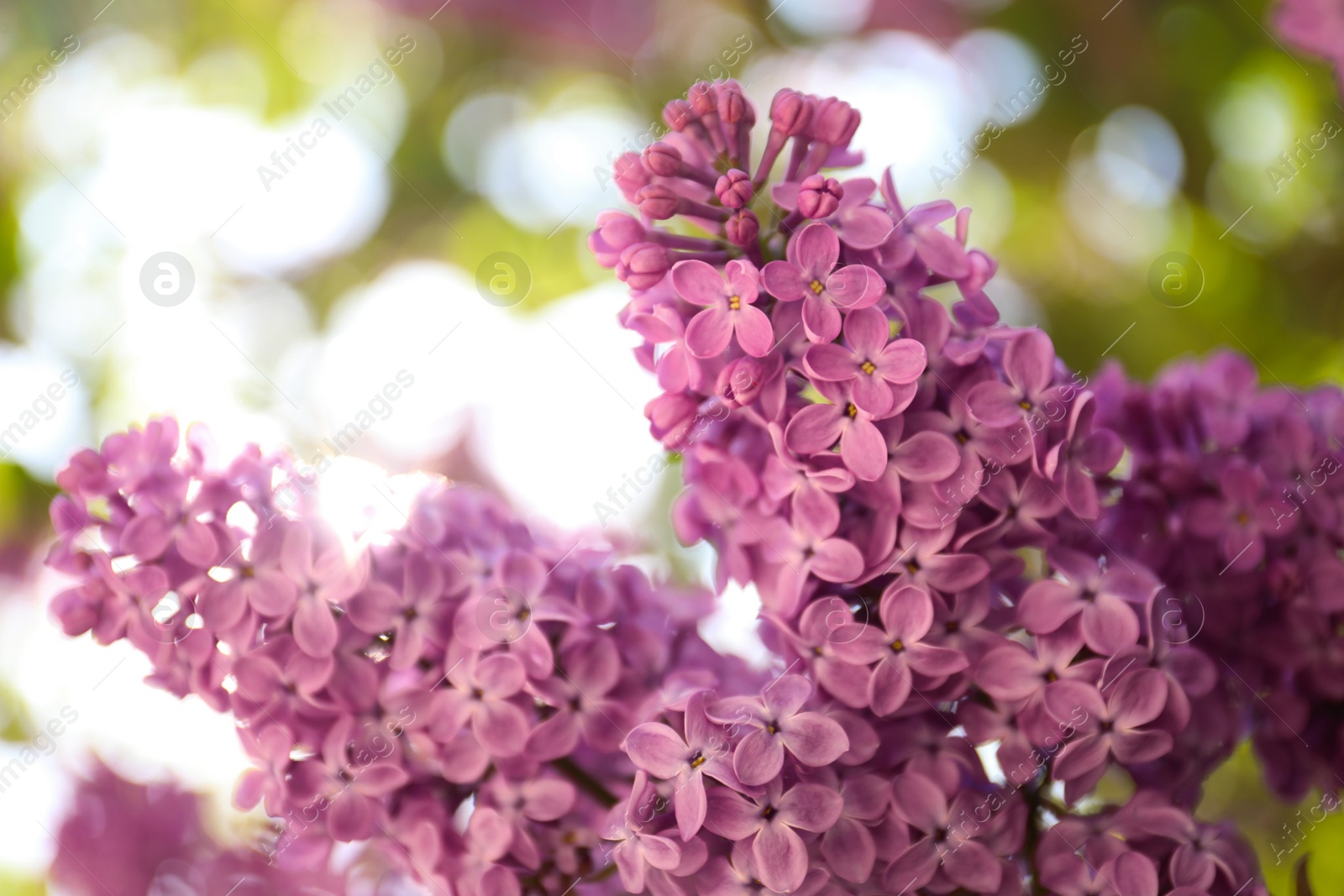 Photo of Closeup view of beautiful blossoming lilac shrub outdoors