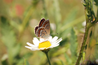 Photo of Beautiful butterfly on chamomile flower outdoors, closeup