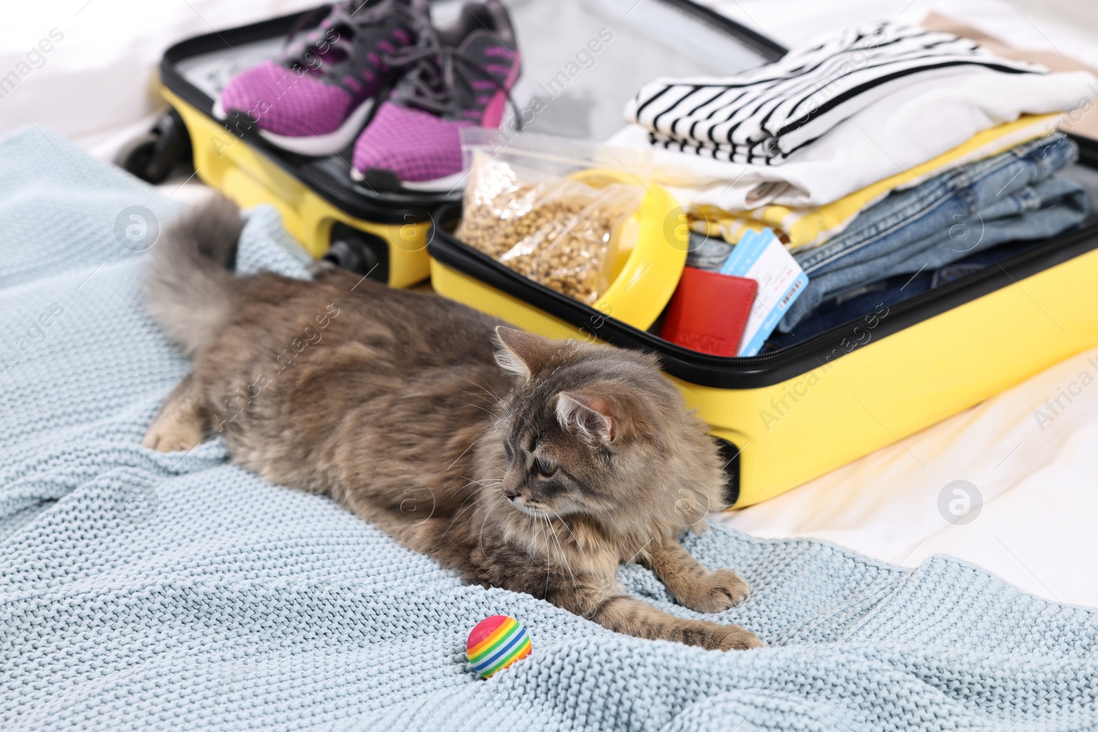 Photo of Travel with pet. Cat, ball, clothes and suitcase on bed indoors
