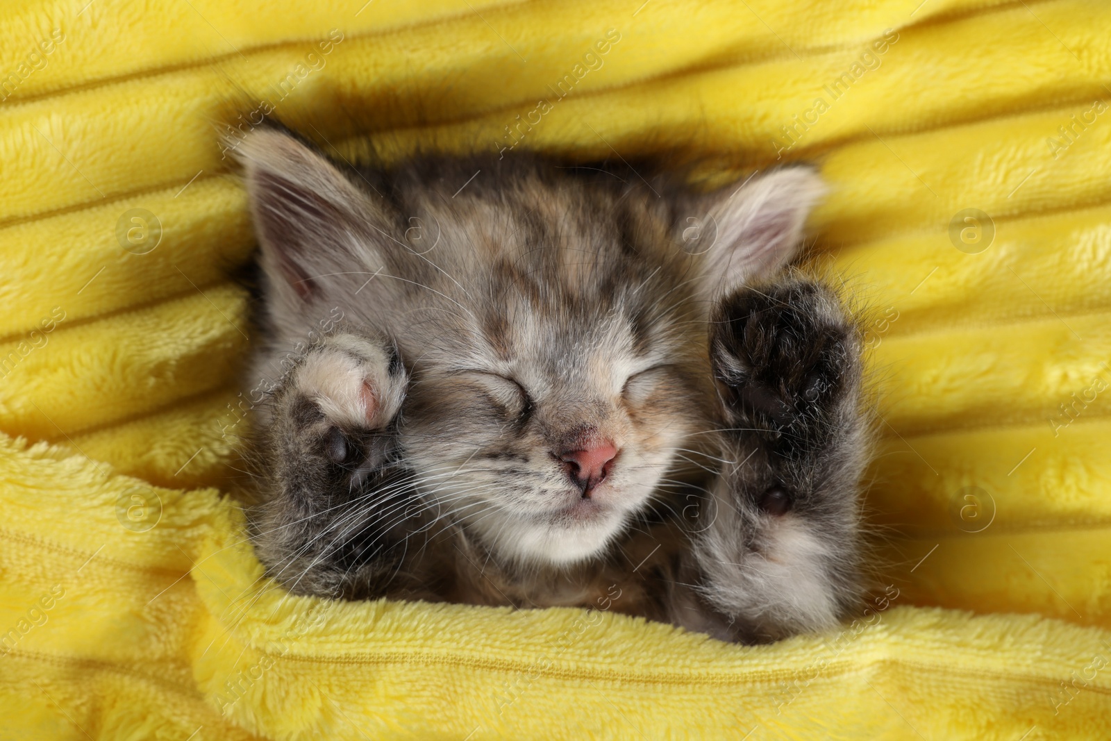 Photo of Cute kitten sleeping in soft yellow blanket, top view