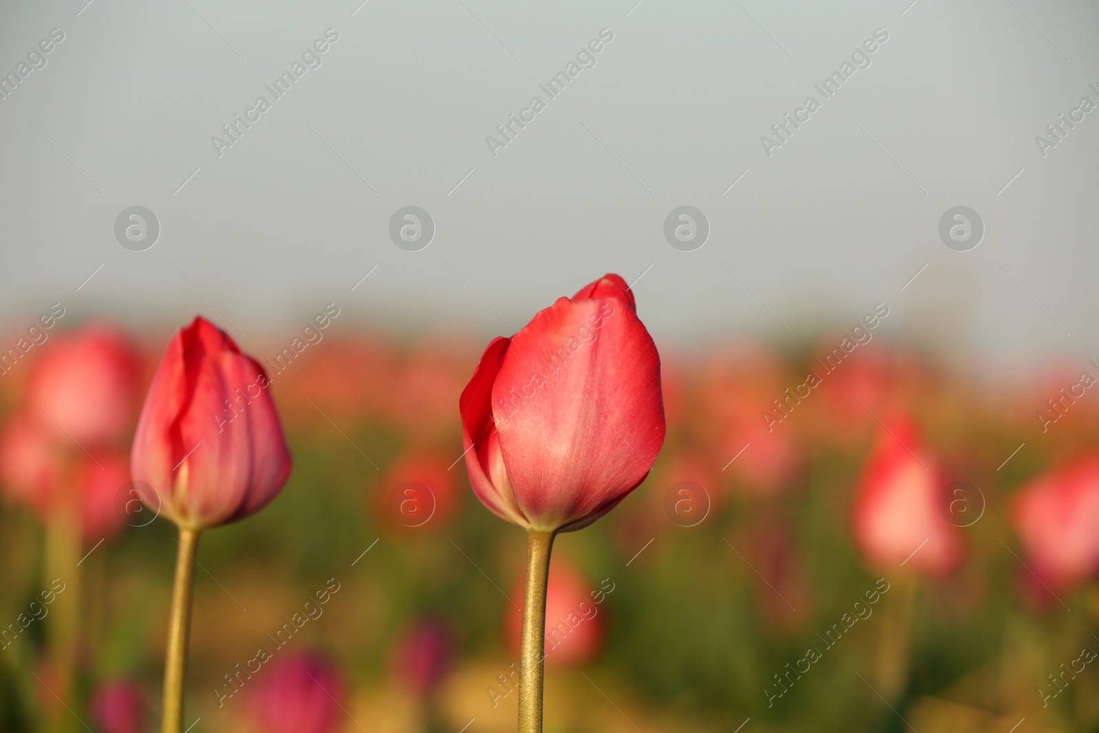 Photo of Field with fresh beautiful tulips. Blooming flowers