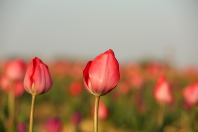 Field with fresh beautiful tulips. Blooming flowers