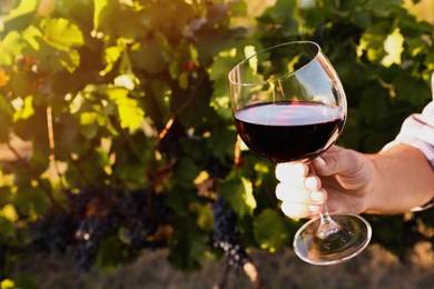 Man holding glass of wine in vineyard, closeup