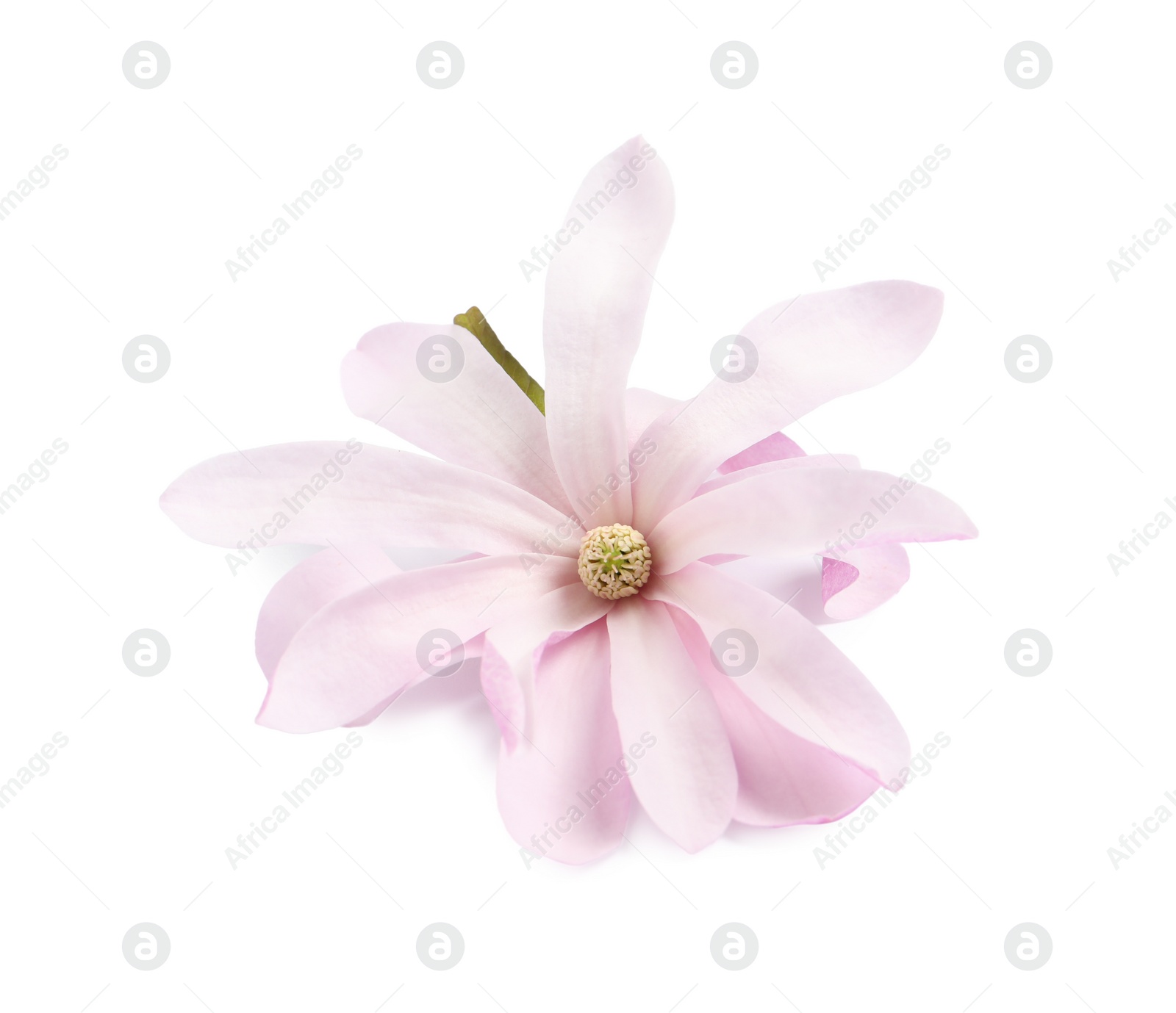 Photo of Beautiful pink magnolia flower isolated on white