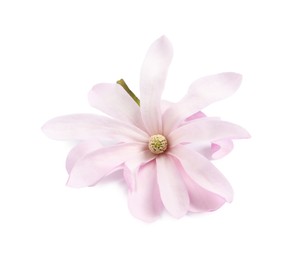 Beautiful pink magnolia flower isolated on white