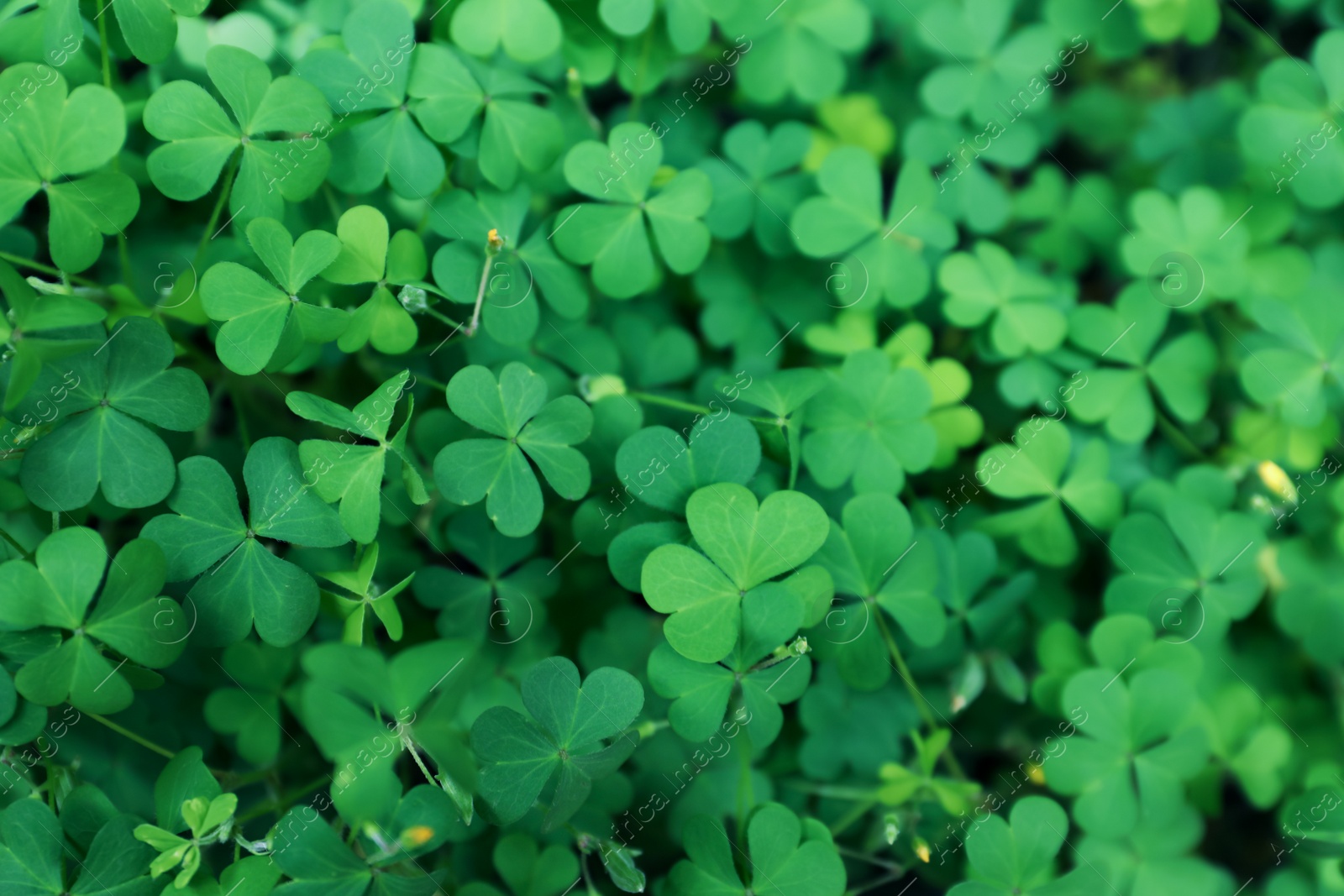 Photo of Beautiful clover leaves outdoors, top view. St. Patrick's Day symbol