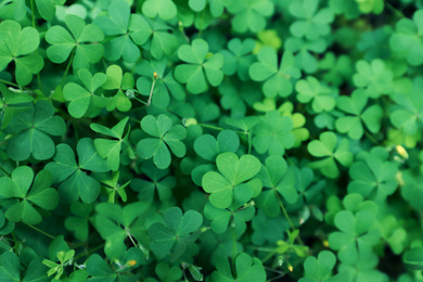 Photo of Beautiful clover leaves outdoors, top view. St. Patrick's Day symbol