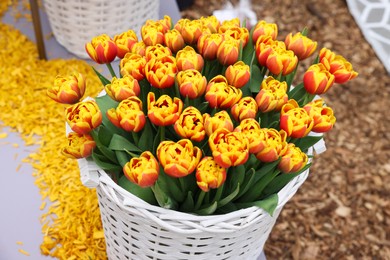 Photo of Beautiful tulip flowers in white wicker basket on ground. Spring season