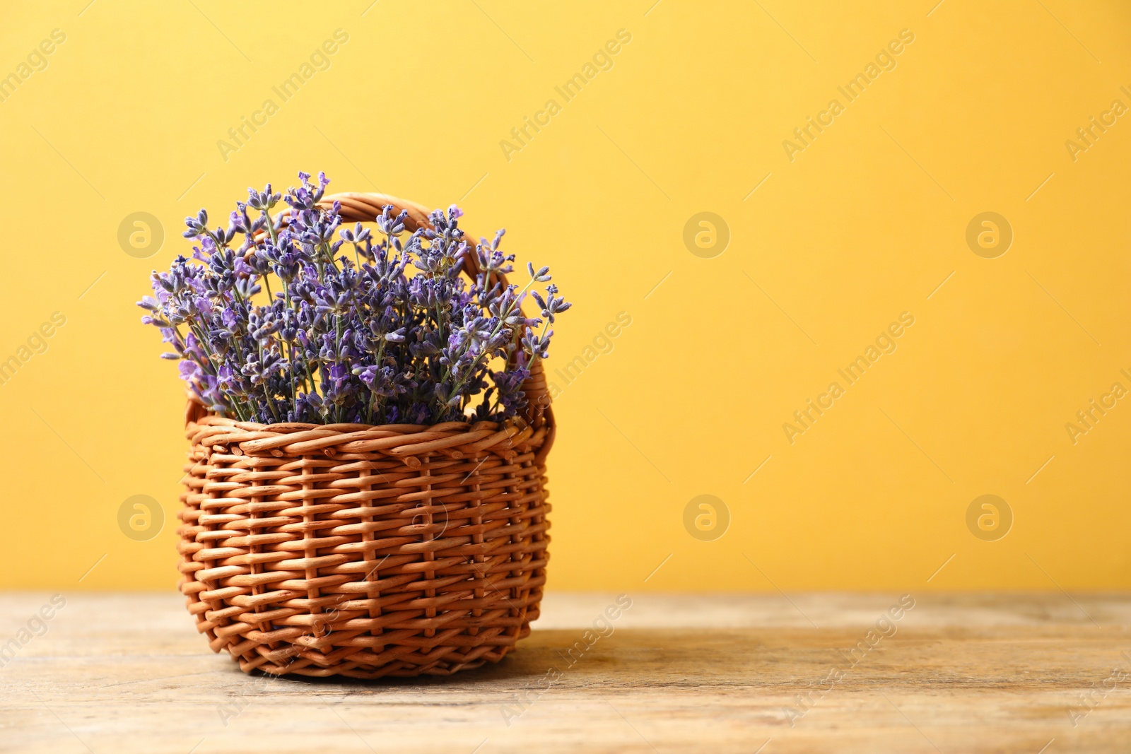 Photo of Basket with fresh lavender flowers on wooden table against yellow background. Space for text