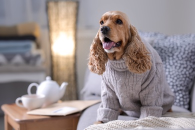 Photo of Cute Cocker Spaniel dog in knitted sweater on sofa at home. Warm and cozy winter