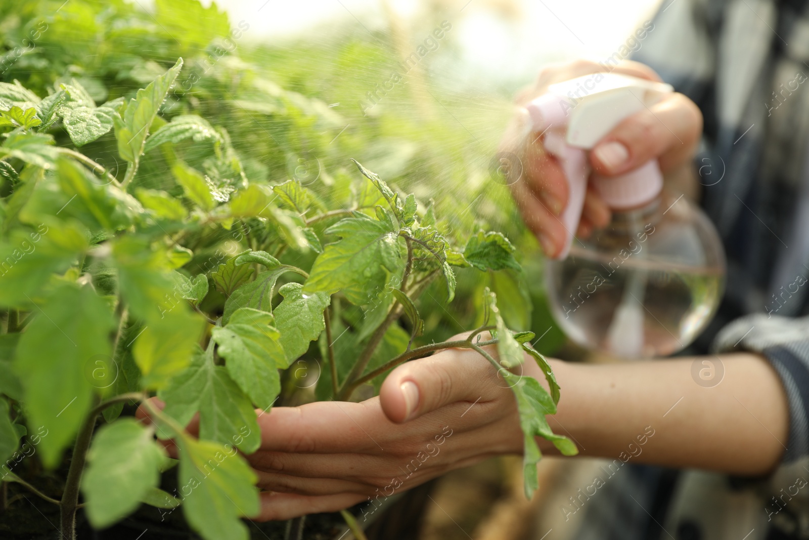 Photo of Woman spraying tomato seedlings with water in greenhouse, closeup