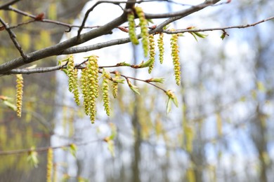 Photo of Closeup view of aspen with fresh young leaves outdoors on spring day