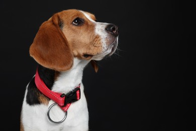 Photo of Adorable Beagle dog in stylish collar on black background. Space for text