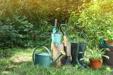 Photo of Beautiful plants and gardening tools on green grass at backyard