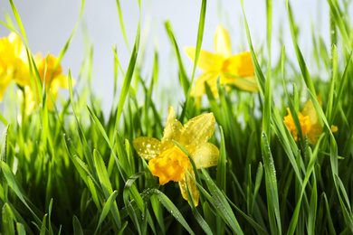 Photo of Bright spring grass and daffodils with dew on grey background