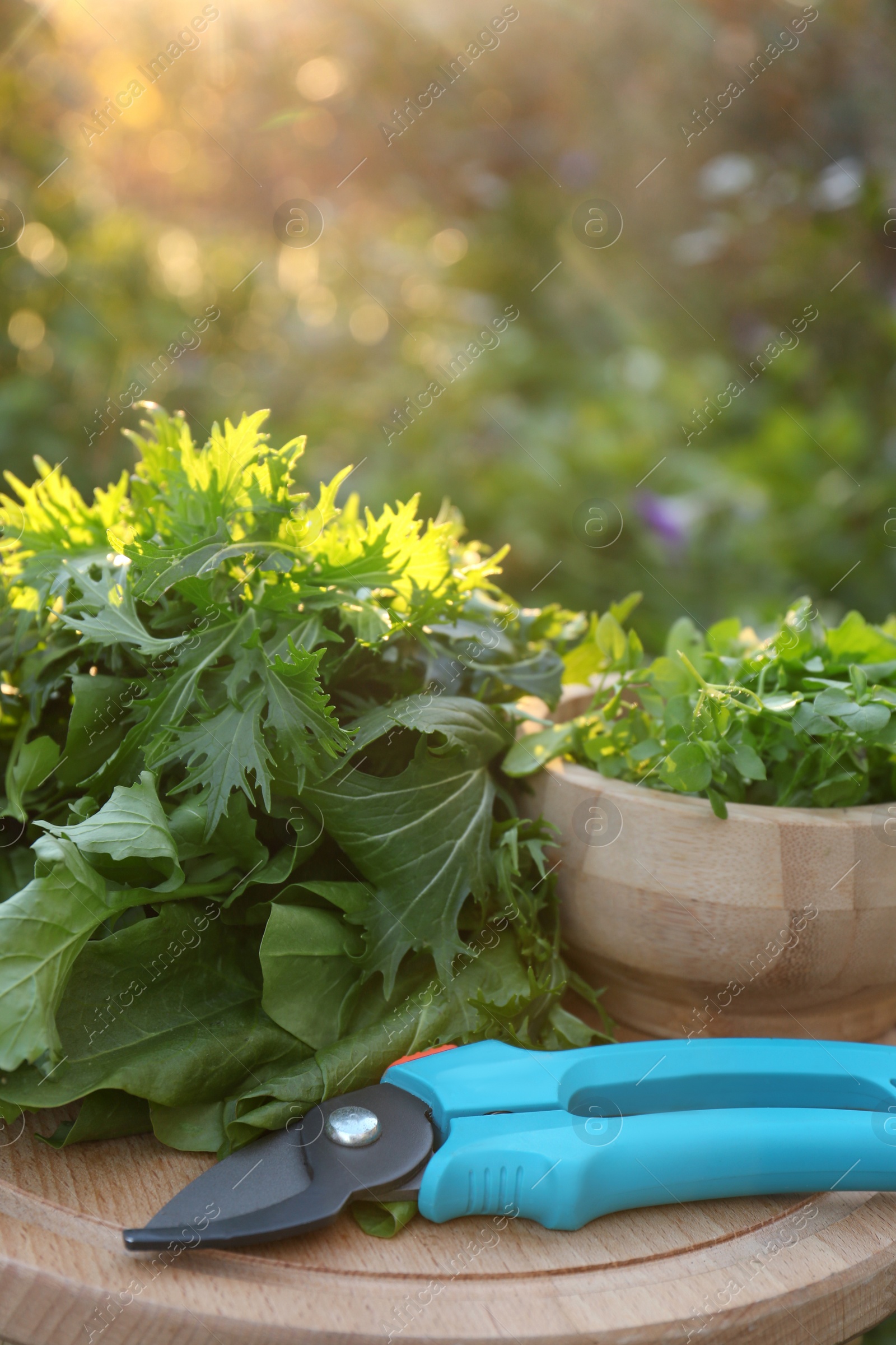 Photo of Many fresh green herbs and pruner on wooden table outdoors