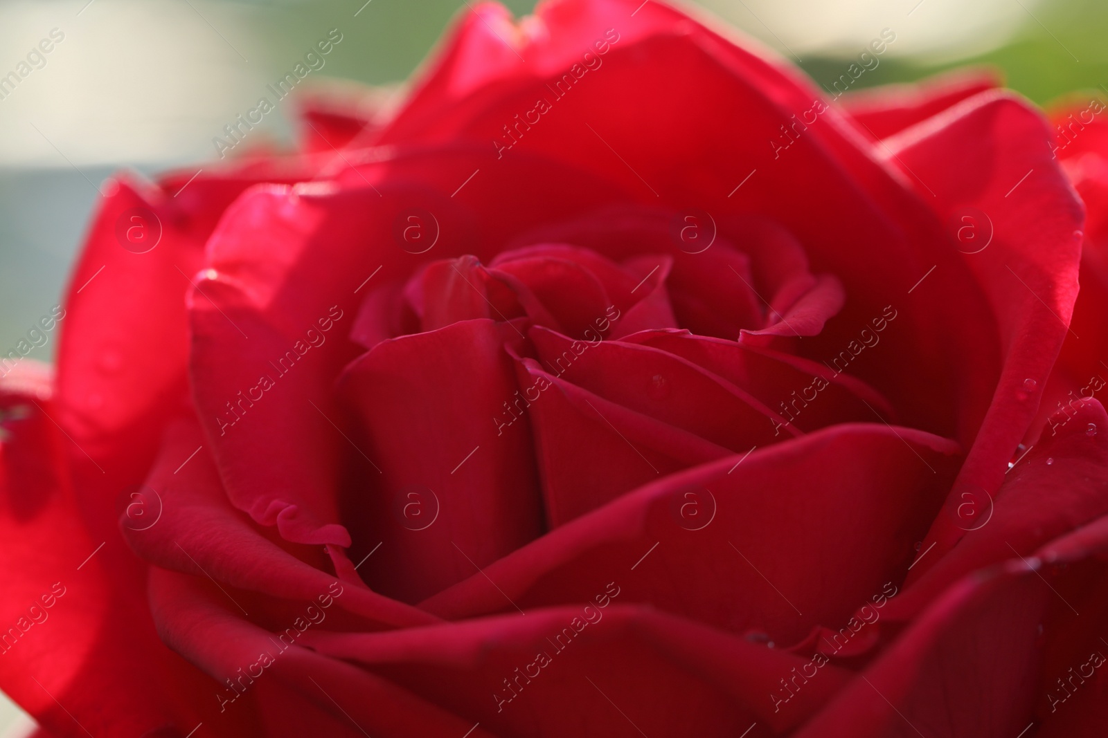 Photo of Closeup view of beautiful blooming rose as background