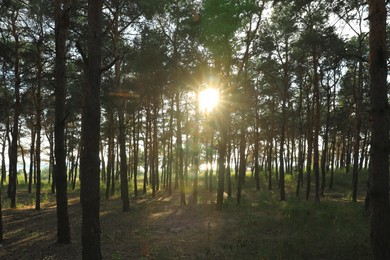 Photo of Beautiful view of sunset in conifer forest