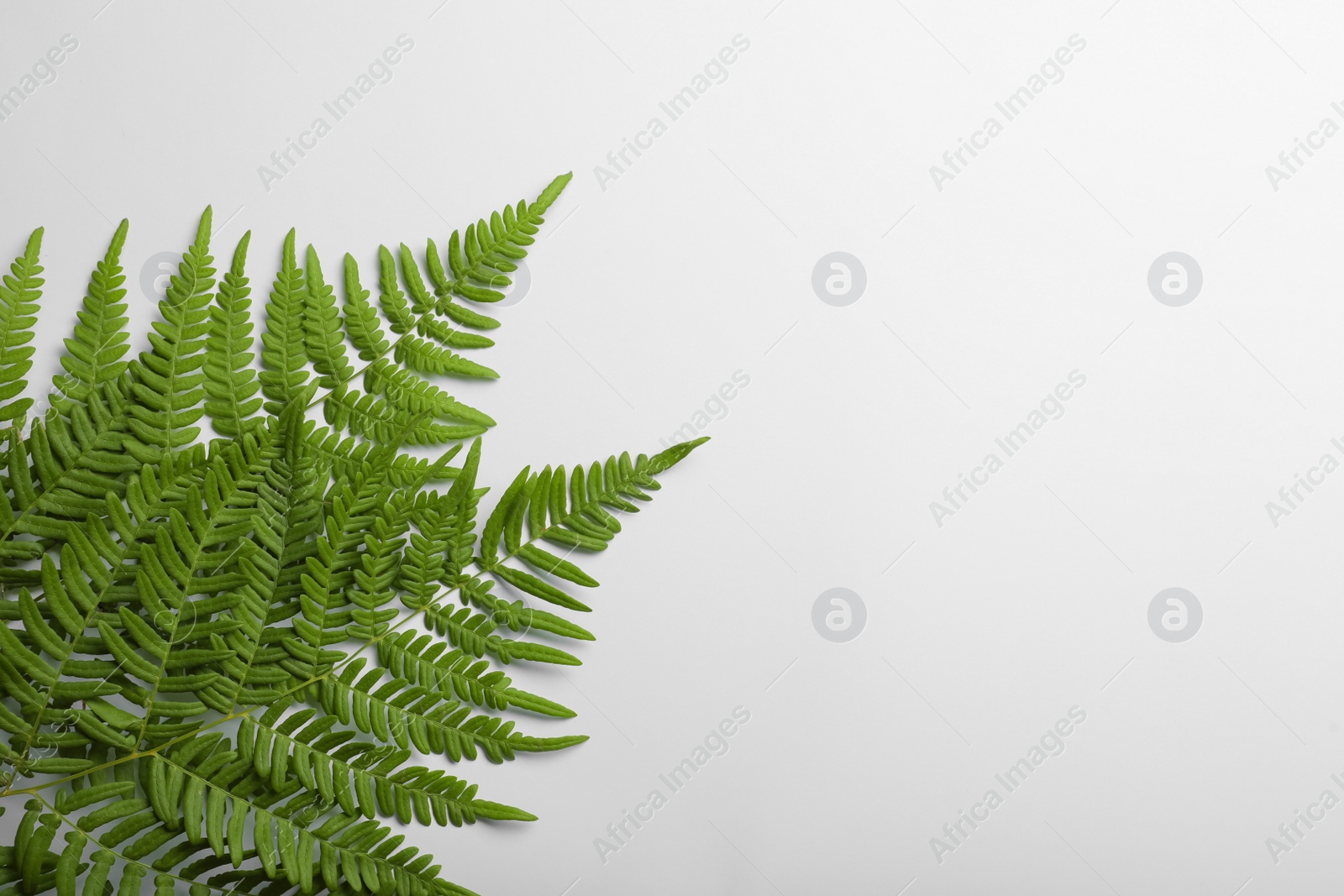 Photo of Beautiful tropical fern leaves on white background, top view