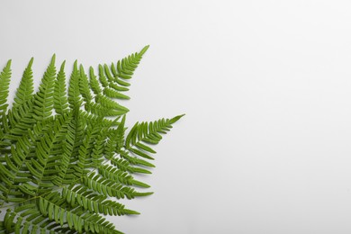 Beautiful tropical fern leaves on white background, top view