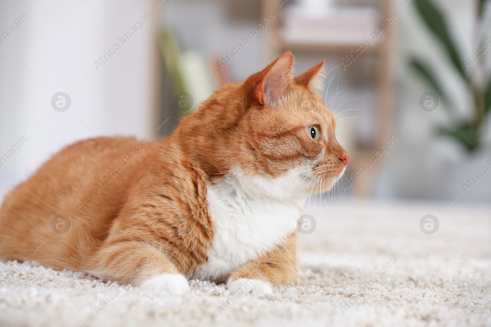 Photo of Cute ginger cat lying on carpet at home