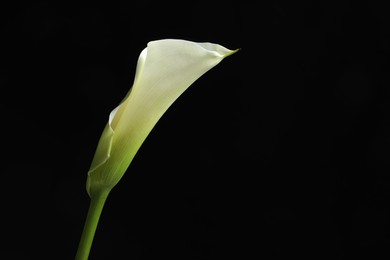 Beautiful calla lily flower on black background, space for text