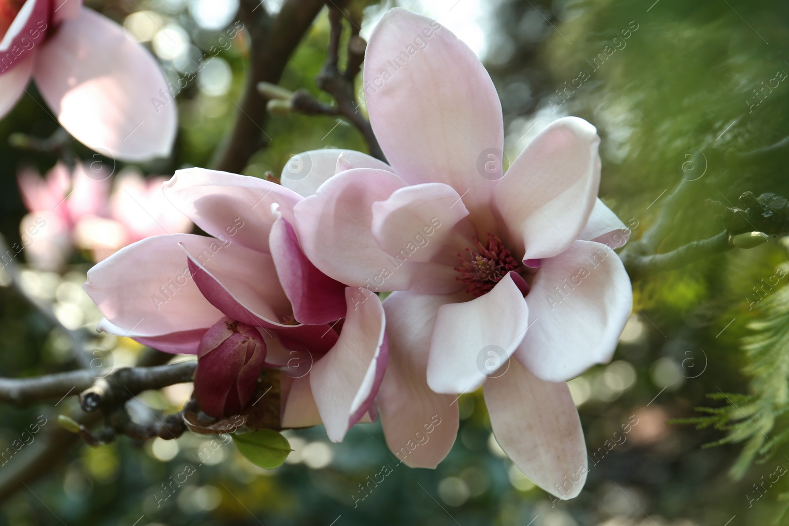 Photo of Closeup view of blossoming magnolia tree outdoors on spring day