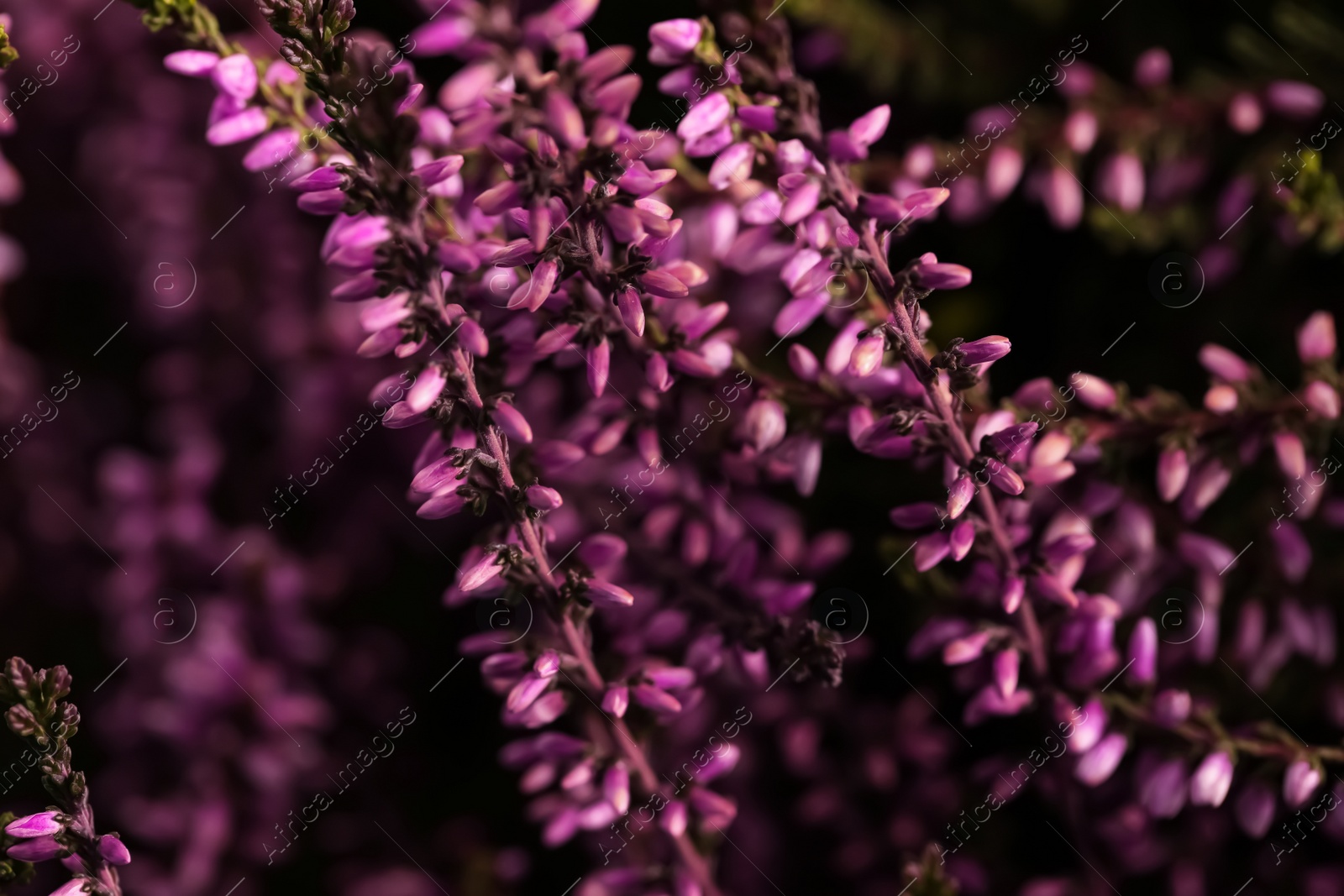 Photo of Heather shrub with beautiful flowers, closeup view