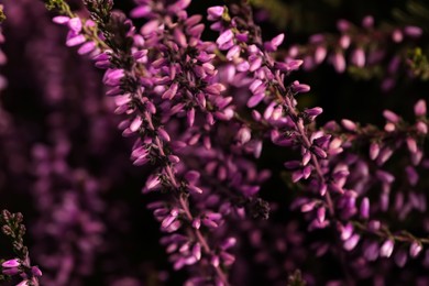 Photo of Heather shrub with beautiful flowers, closeup view