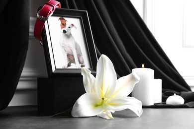Frame with picture of dog, collar, burning candles and lily flower on grey table, closeup. Pet funeral