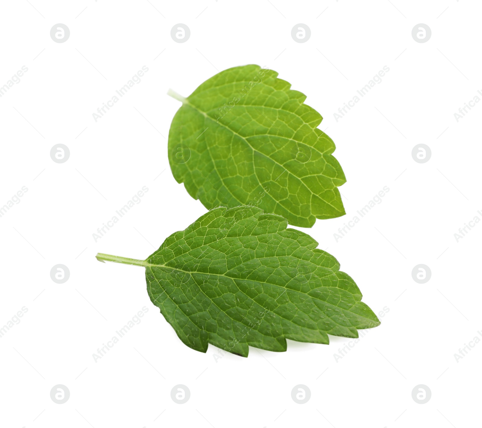 Photo of Fresh green lemon balm leaves isolated on white