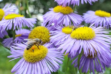 Photo of Honeybee collecting nectar from beautiful flower outdoors, closeup