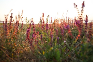 Beautiful wild flowers in field at sunrise. Early morning landscape