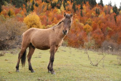 Photo of Brown horse in mountains on sunny day. Beautiful pet