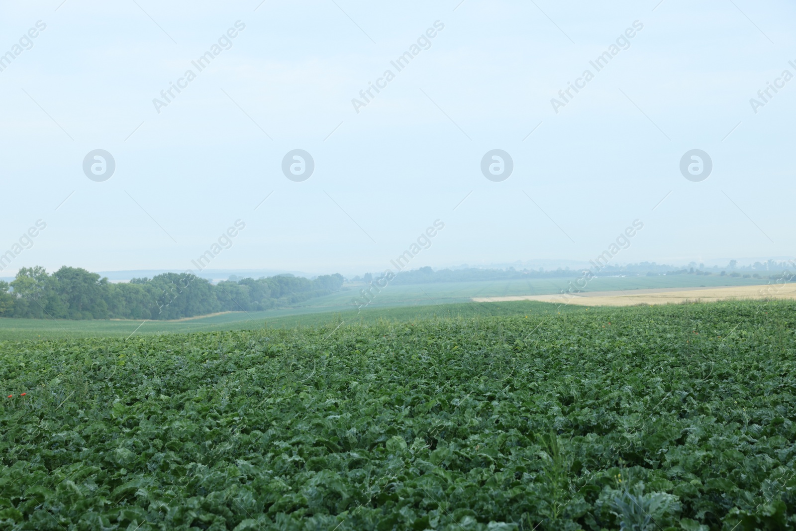 Photo of Beautiful view of beet plants growing in field