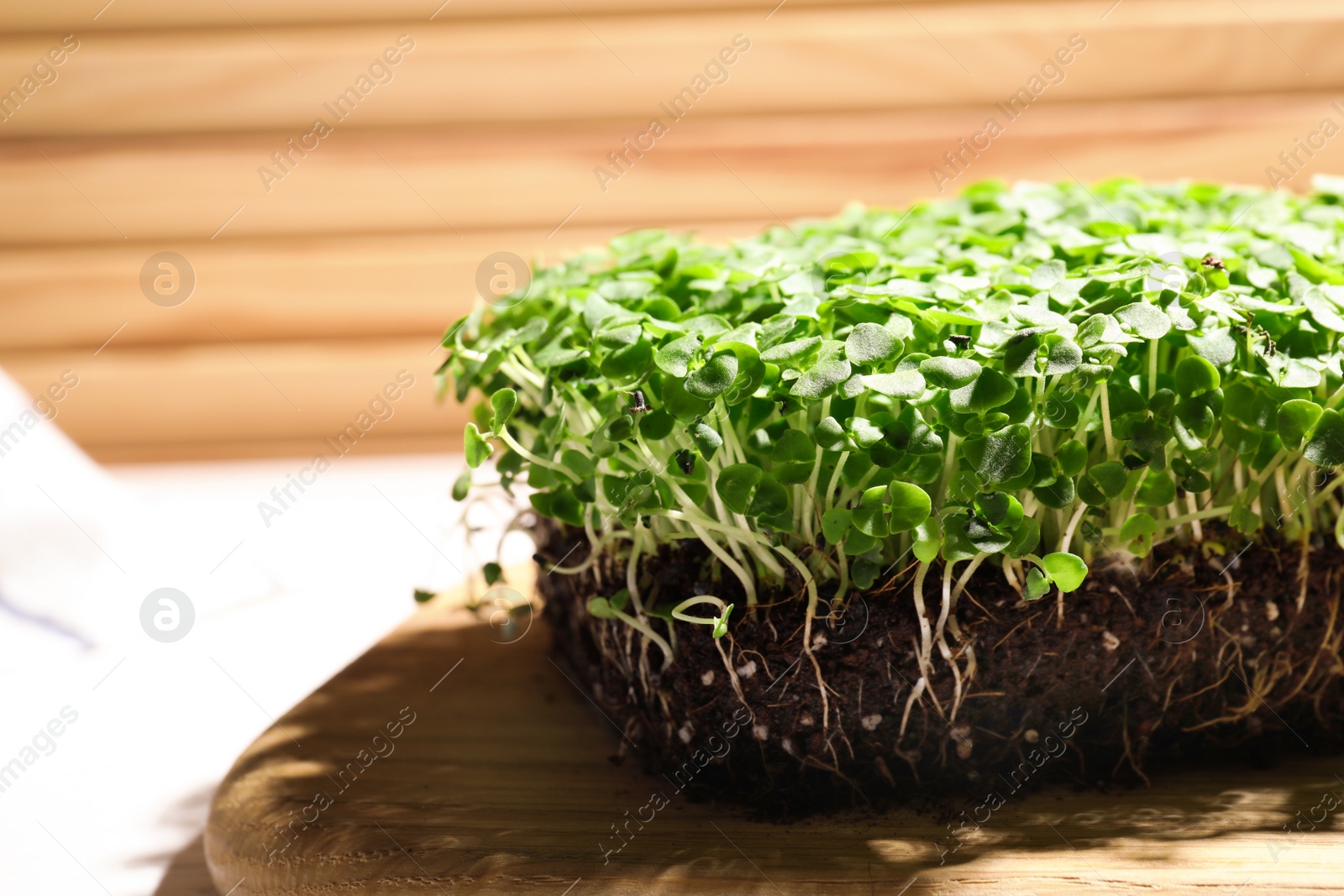 Photo of Fresh organic microgreen on wooden board, closeup