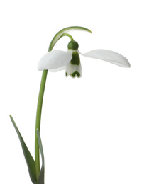 Photo of Beautiful snowdrop isolated on white. Spring flower