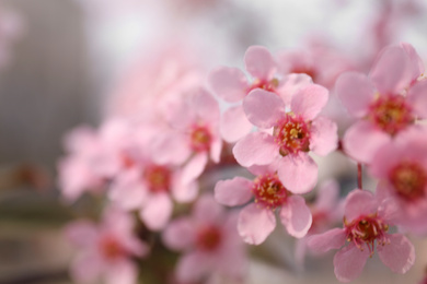 Photo of Closeup view of blossoming pink sakura tree outdoors