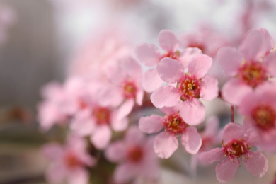 Closeup view of blossoming pink sakura tree outdoors