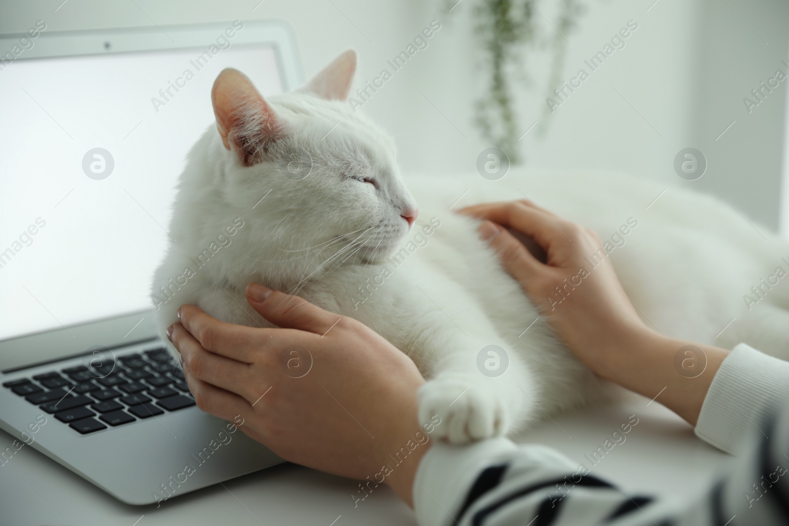 Photo of Adorable white cat lying on laptop and distracting owner from work, closeup